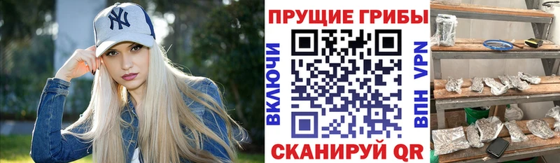 Псилоцибиновые грибы Psilocybe  Среднеуральск 